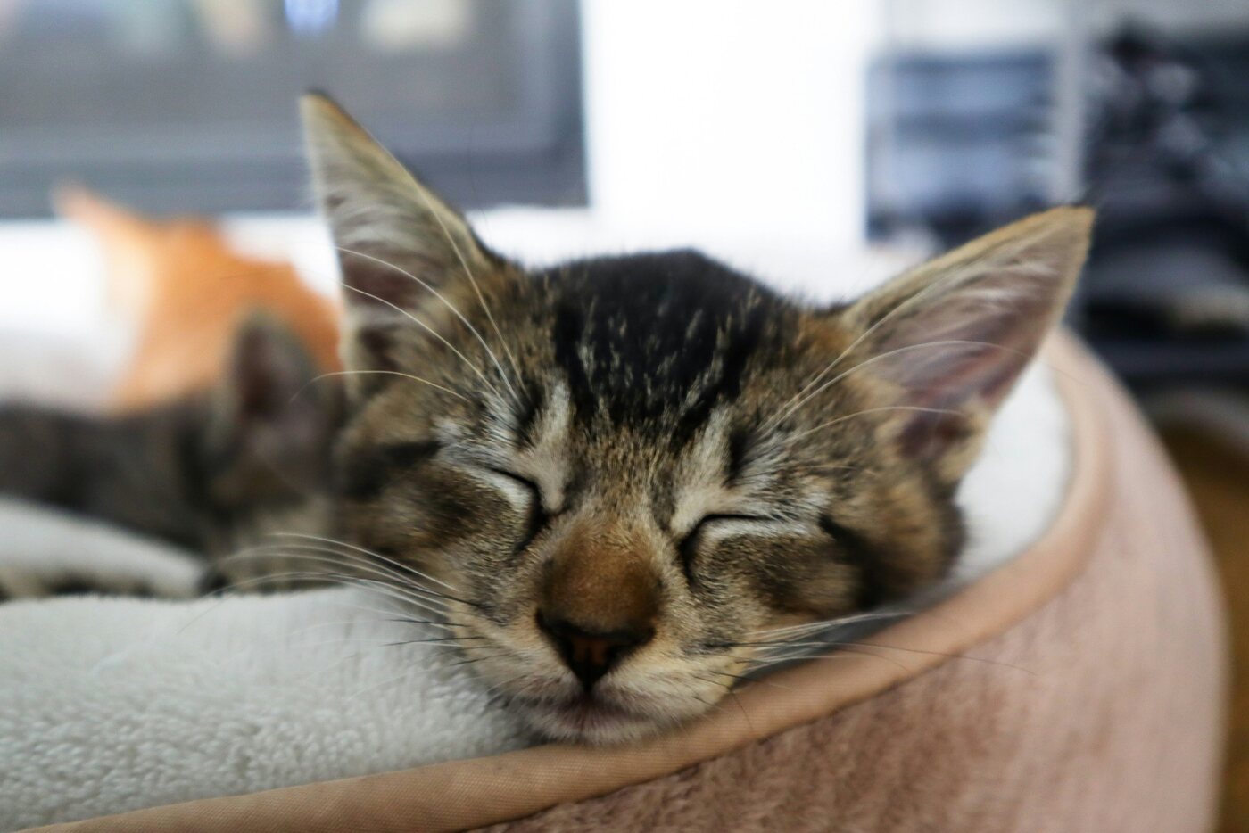 A kitten sleeping peacefully in a familiar home